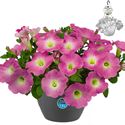 Bild von HP27 o.kl. Petunia Magenta white